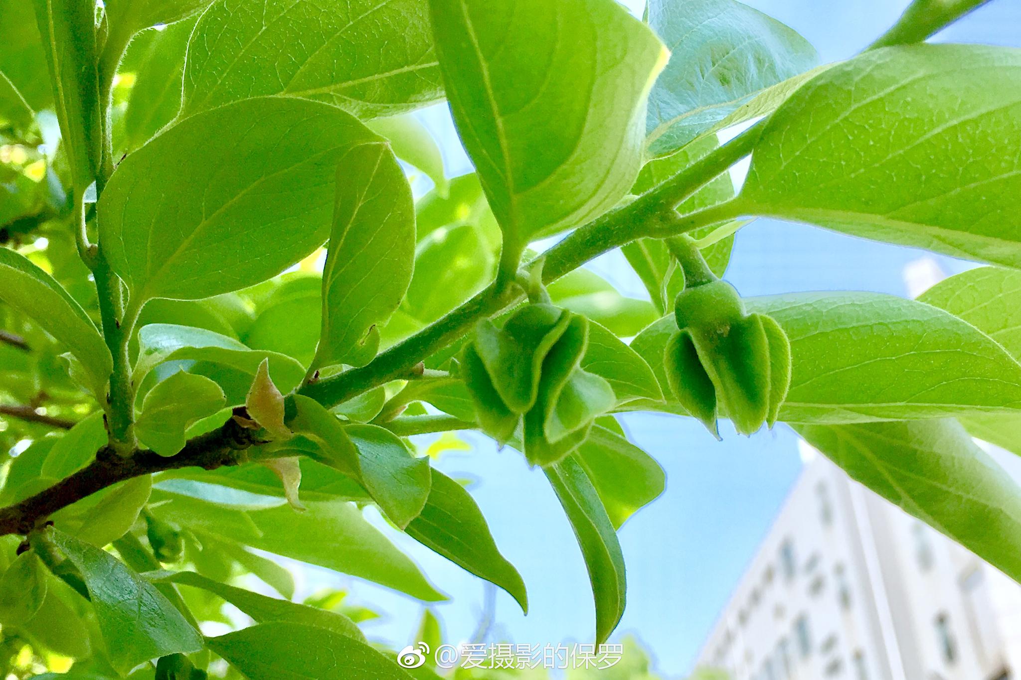柿树多数品种在嫁接后3-4年开始结果|柿子|柿树|品种_新浪新闻