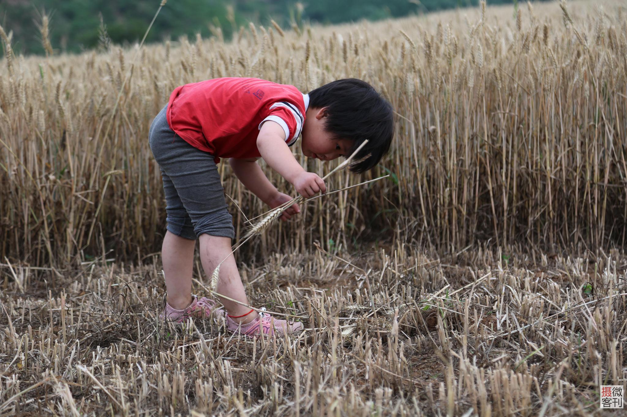 妞妞还不停的在地里拾麦穗,她在地里跑来跑去,一发现有掉下的麦穗就