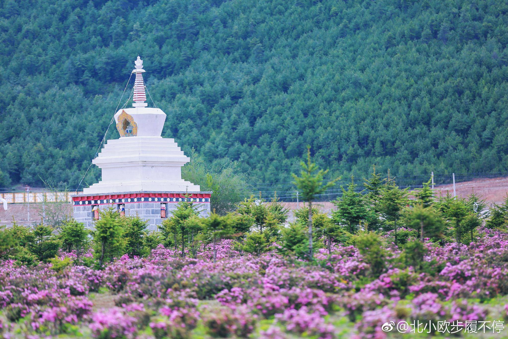 梦中的香格里拉小中甸的花海