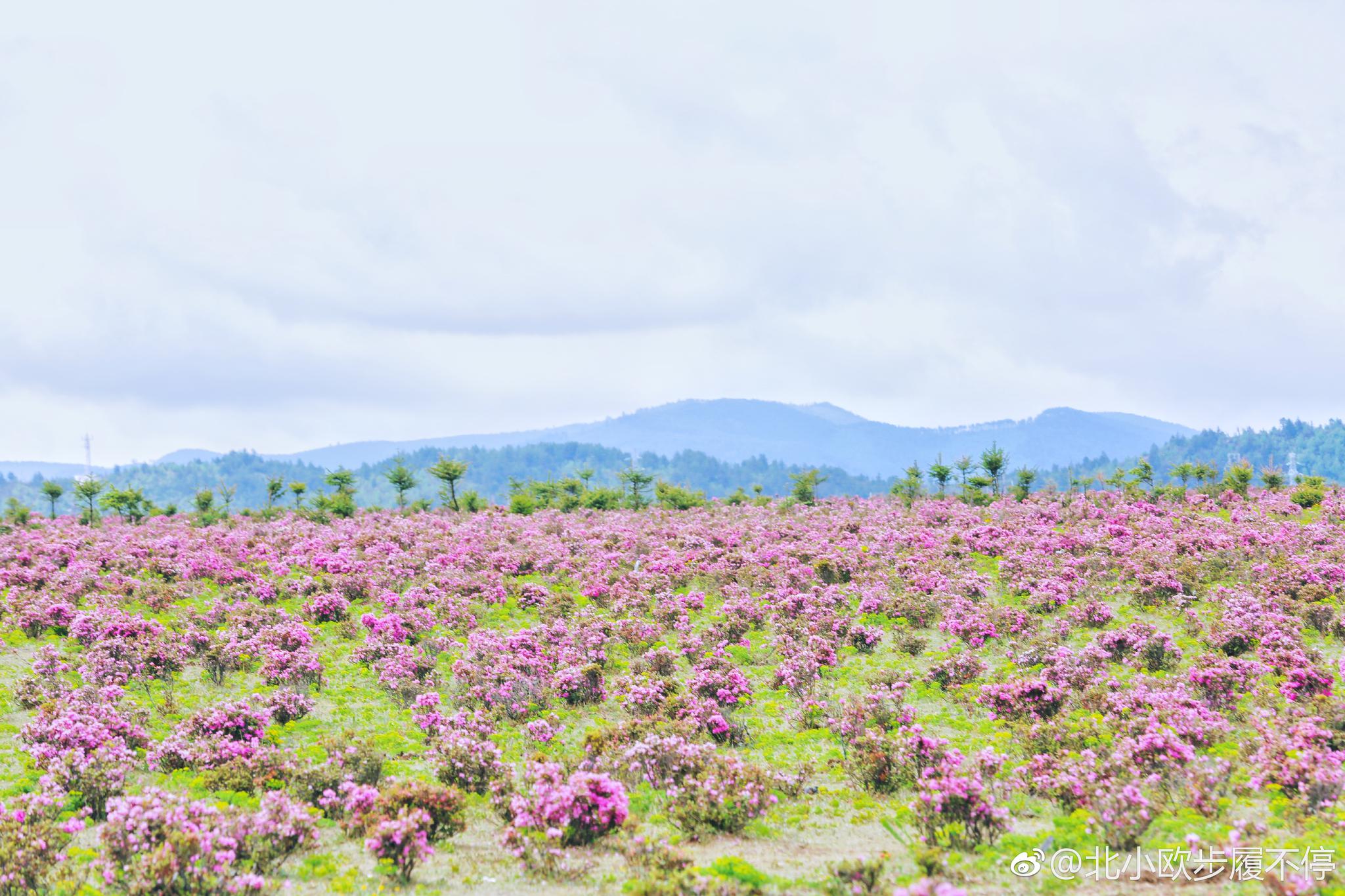 梦中的香格里拉小中甸的花海
