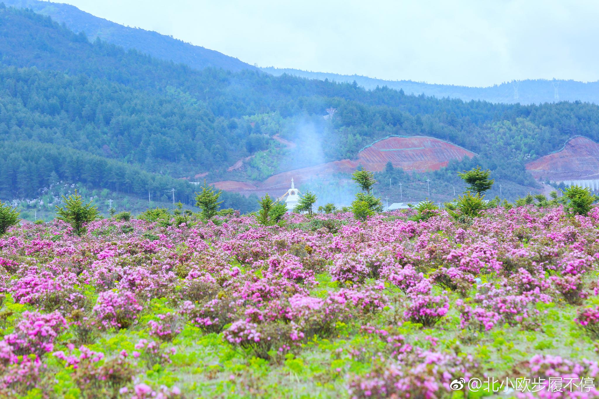 梦中的香格里拉小中甸的花海