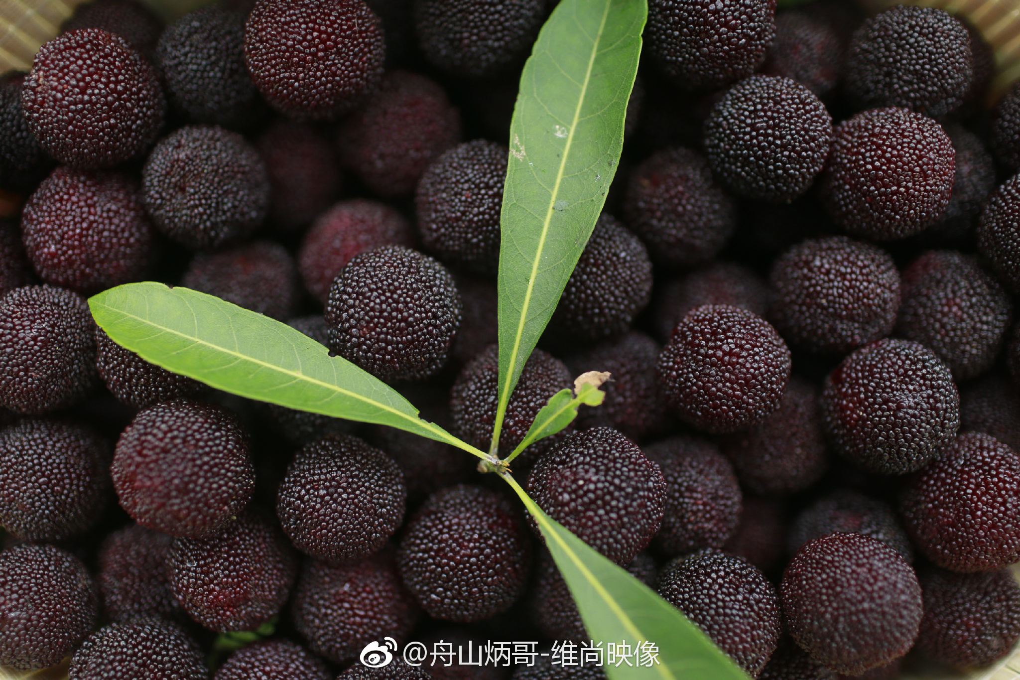 白泉晚稻杨梅上市