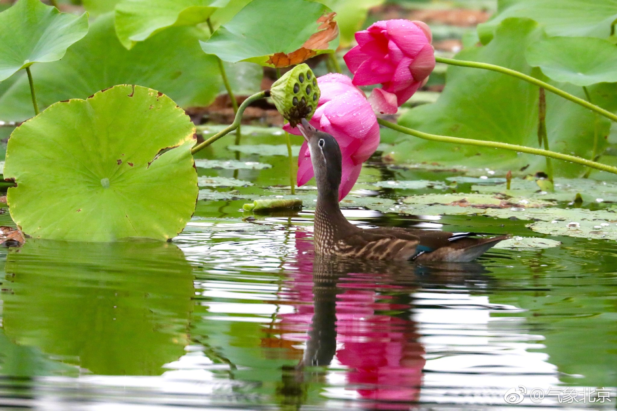 雨打荷花落,鸭尝莲子甜