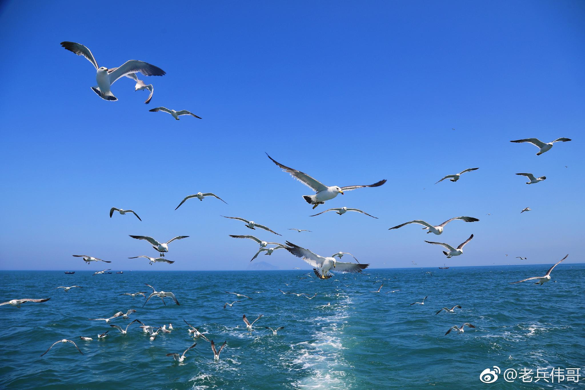 遇见大连61海猫岛海鸥