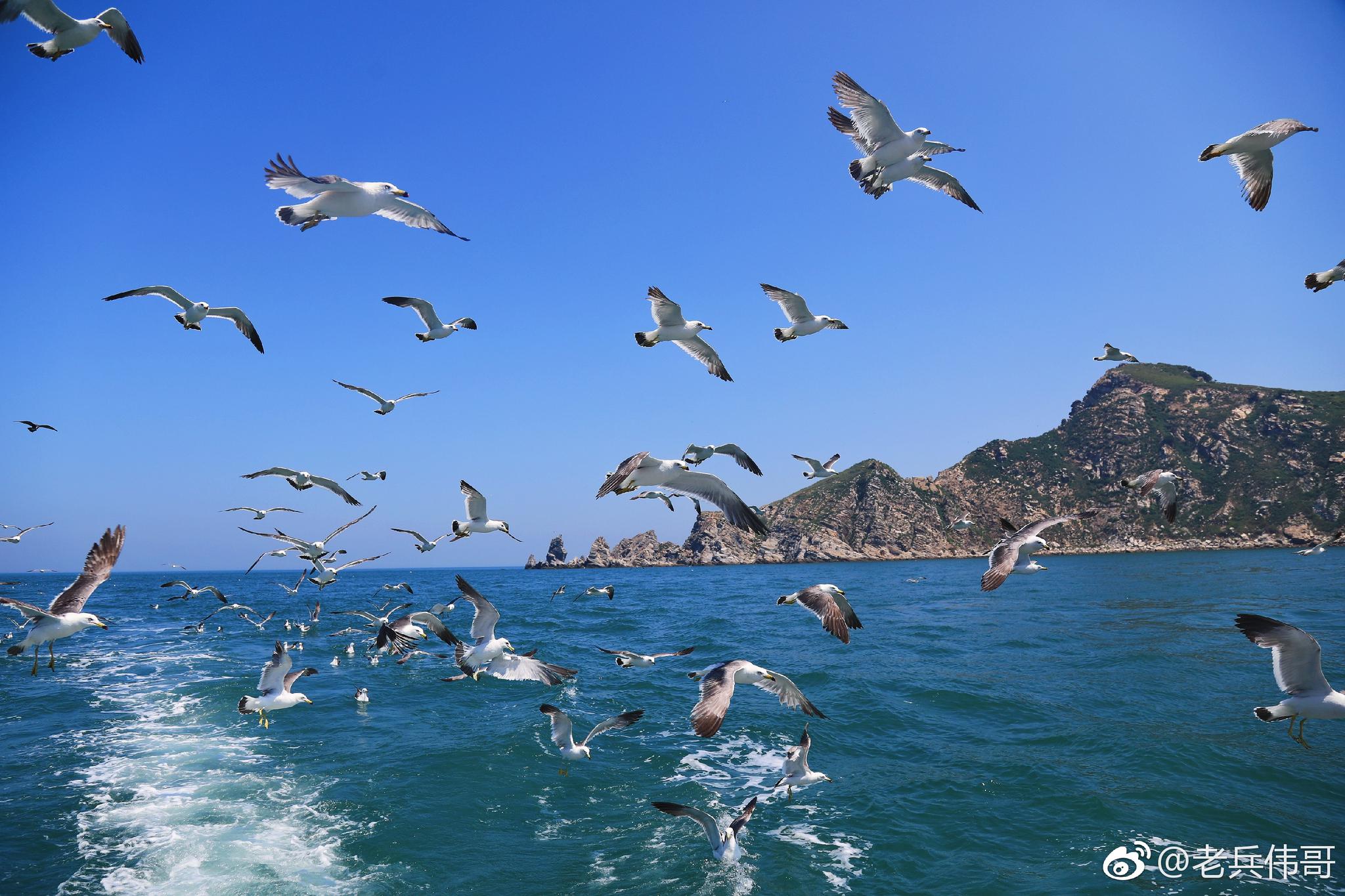 遇见大连61海猫岛海鸥