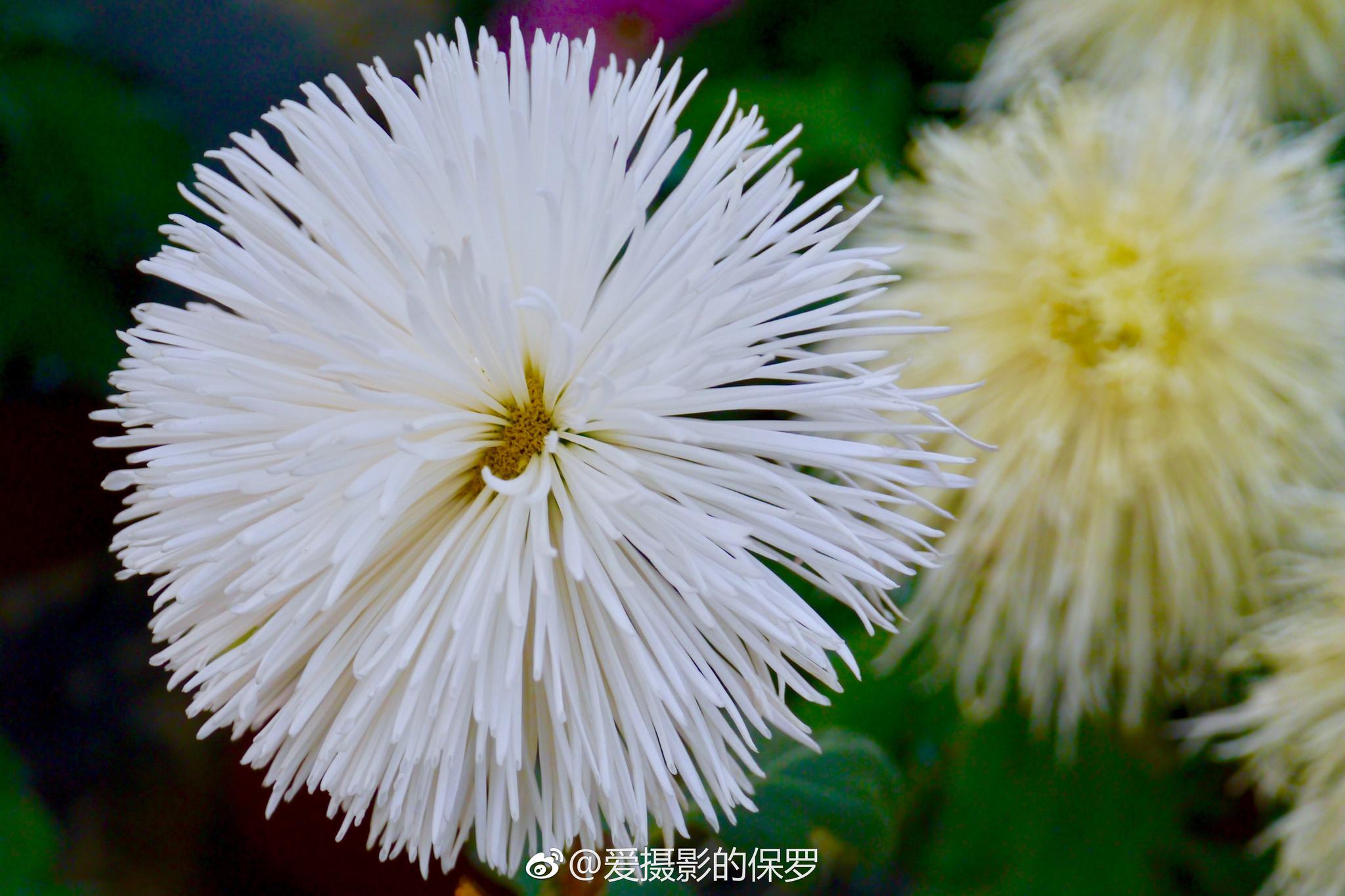 麻城菊香人家麻城市菊香人家休闲养生景区位于湖北省麻城市城北12公