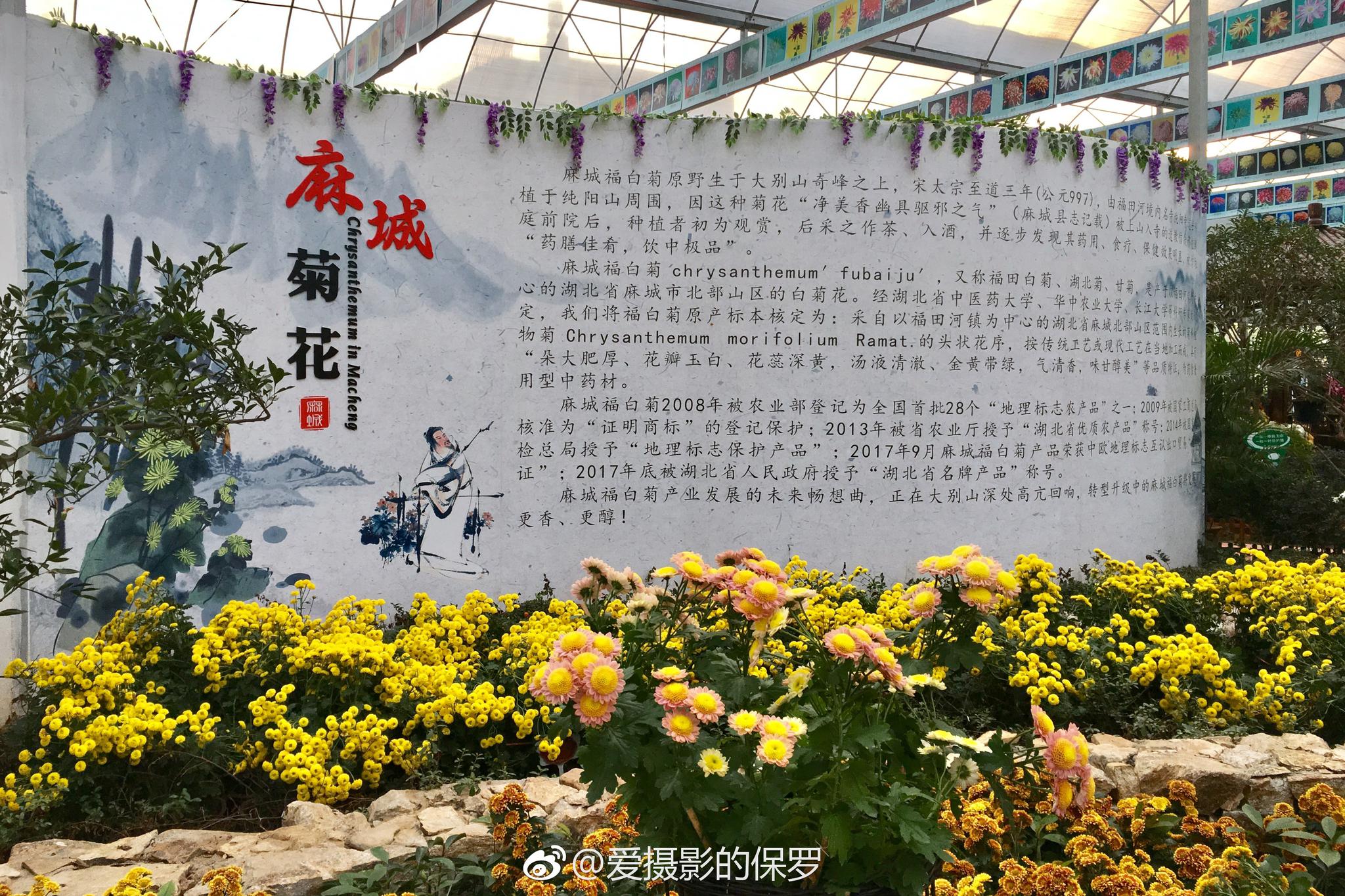 麻城菊香人家麻城市菊香人家休闲养生景区位于湖北省麻城市城北12公