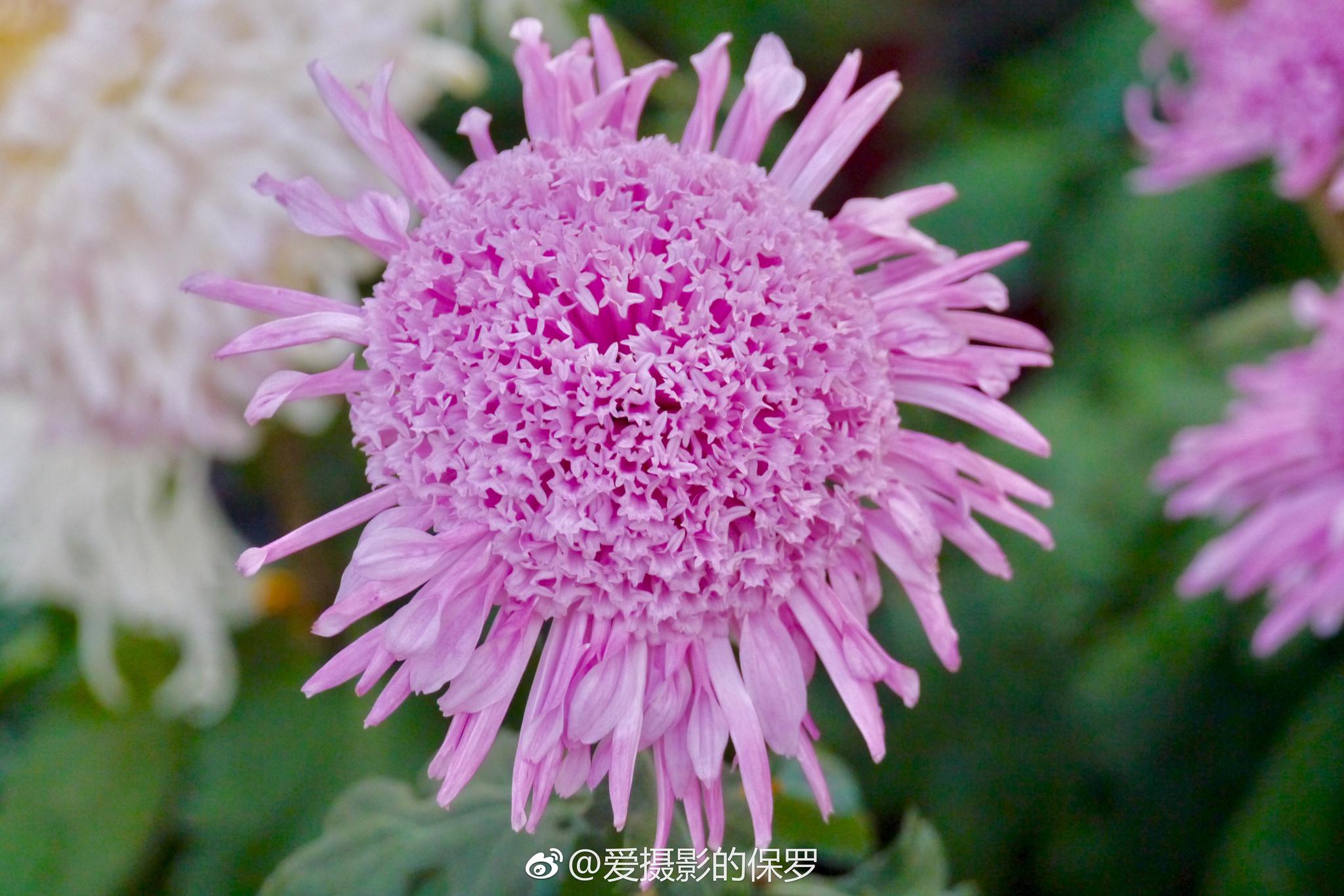 麻城菊香人家麻城市菊香人家休闲养生景区位于湖北省麻城市城北12公