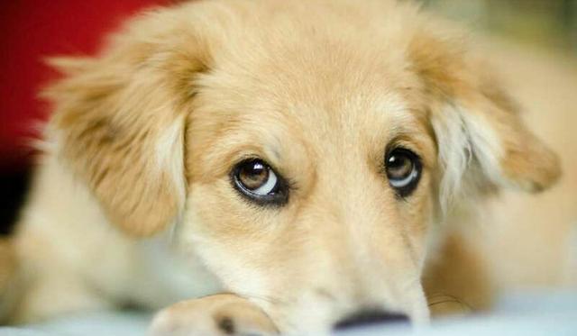 宠物狗也会耍"心机",用卖萌来讨主人欢心