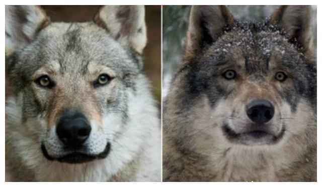 五种长得像狼的狗狗:相比二哈与阿拉斯加,只有它们拥有狼的习性