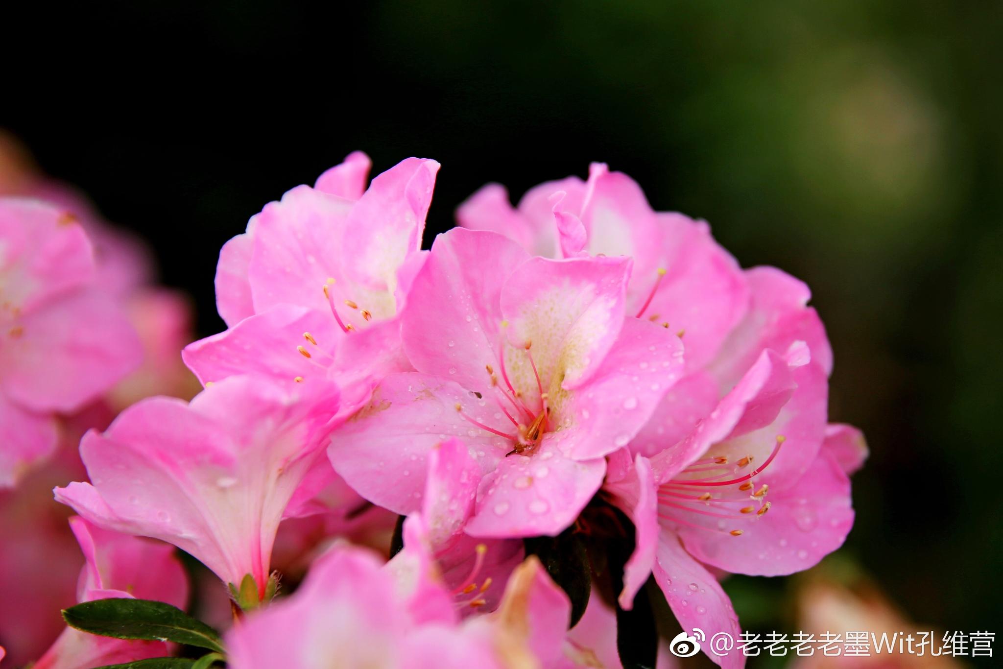 从自然之美到文化象征的转变