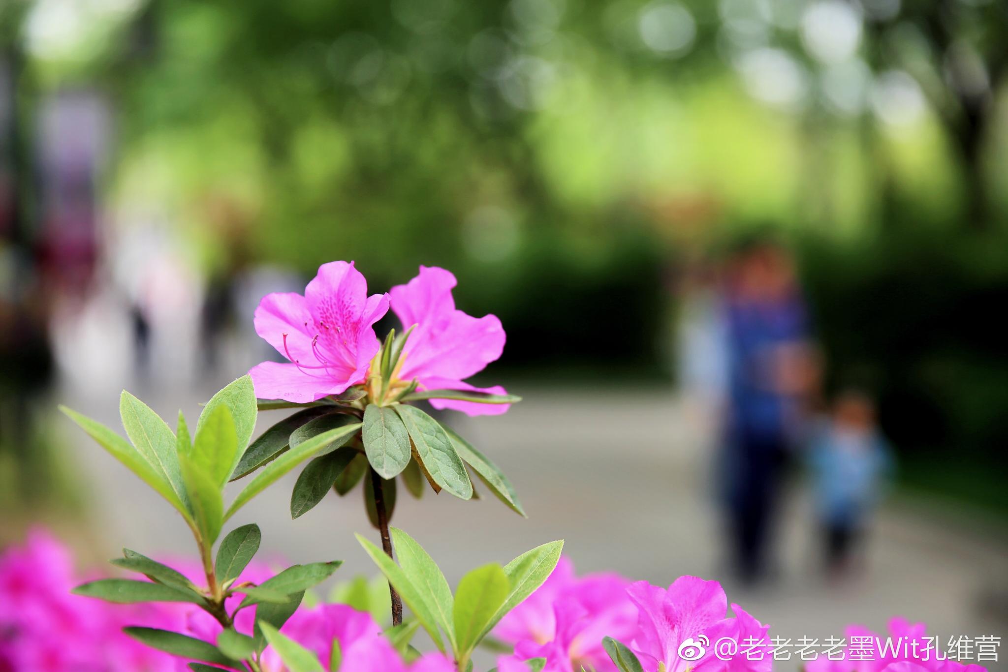 杜鹃花是无锡市市花,锡惠公园景区到处都是盛开的杜鹃花|锡惠公园|杜鹃花|无锡市|市花|杜鹃园_新浪新闻