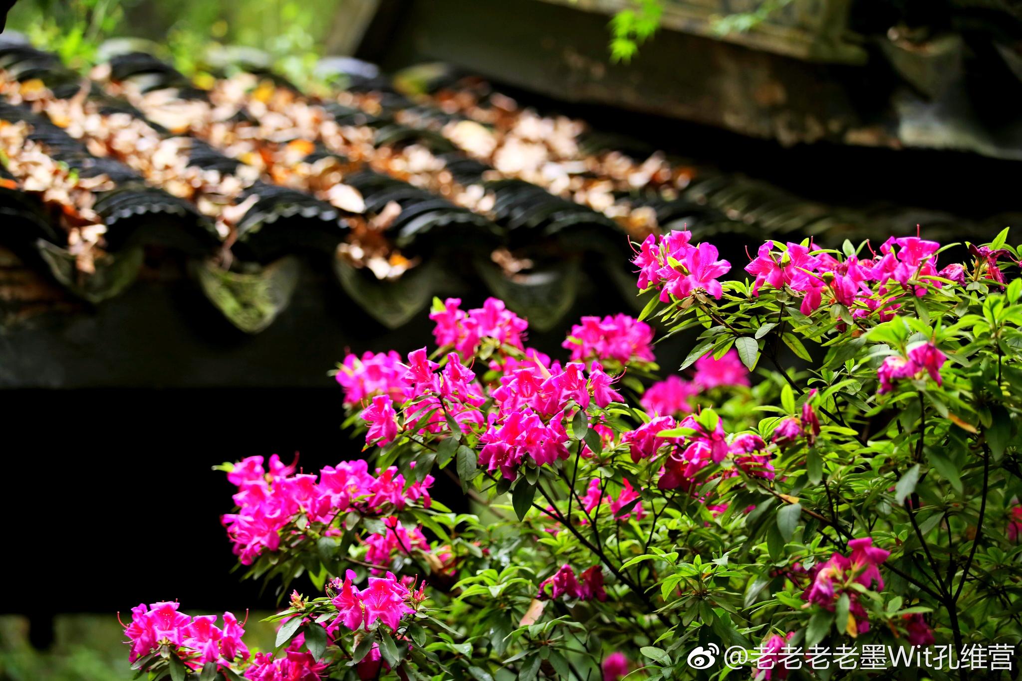 杜鹃花是无锡市市花,锡惠公园景区到处都是盛开的杜鹃花|锡惠公园|杜