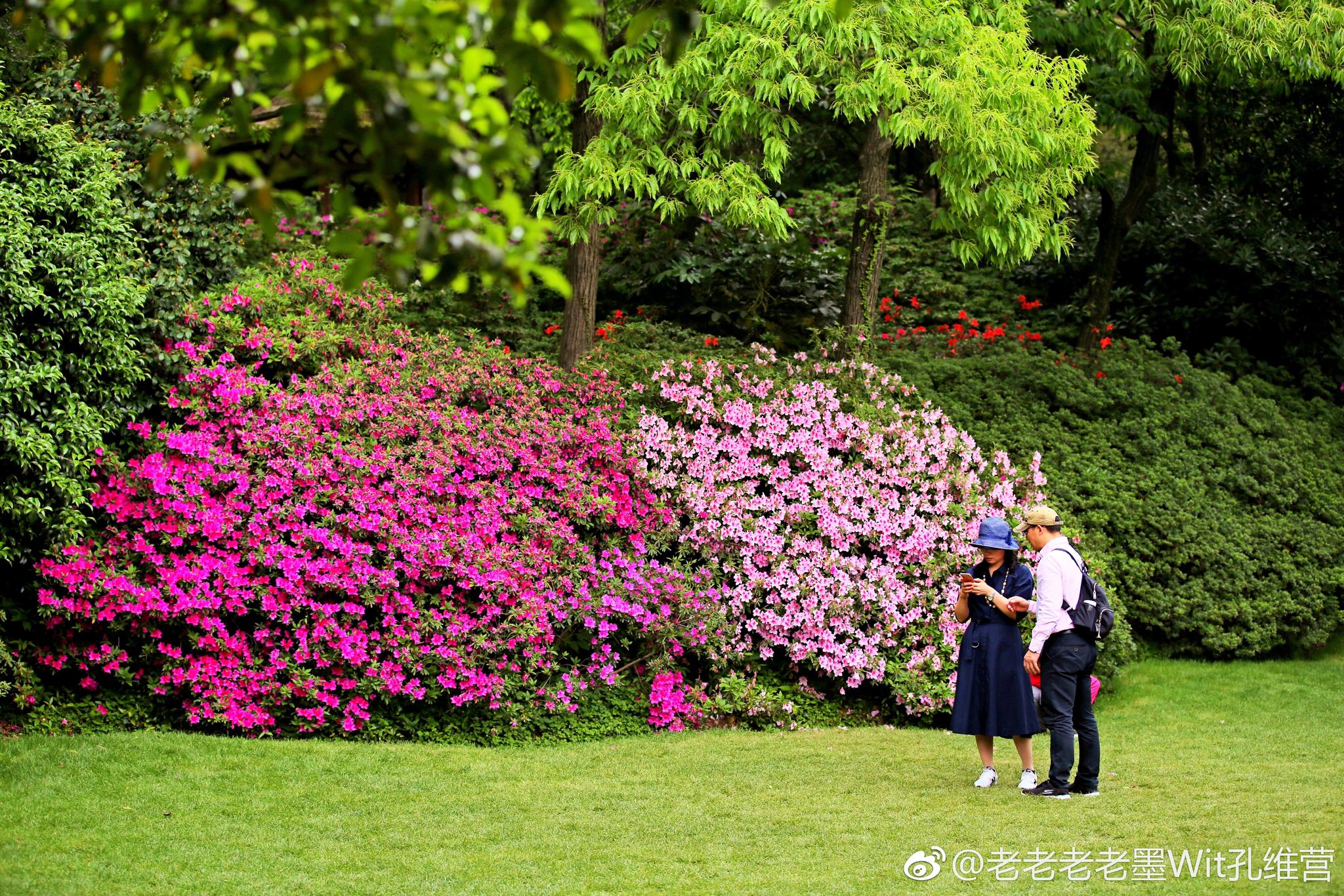 杜鹃花是无锡市市花,锡惠公园景区到处都是盛开的杜鹃花|锡惠公园|杜鹃花|无锡市|市花|杜鹃园_新浪新闻