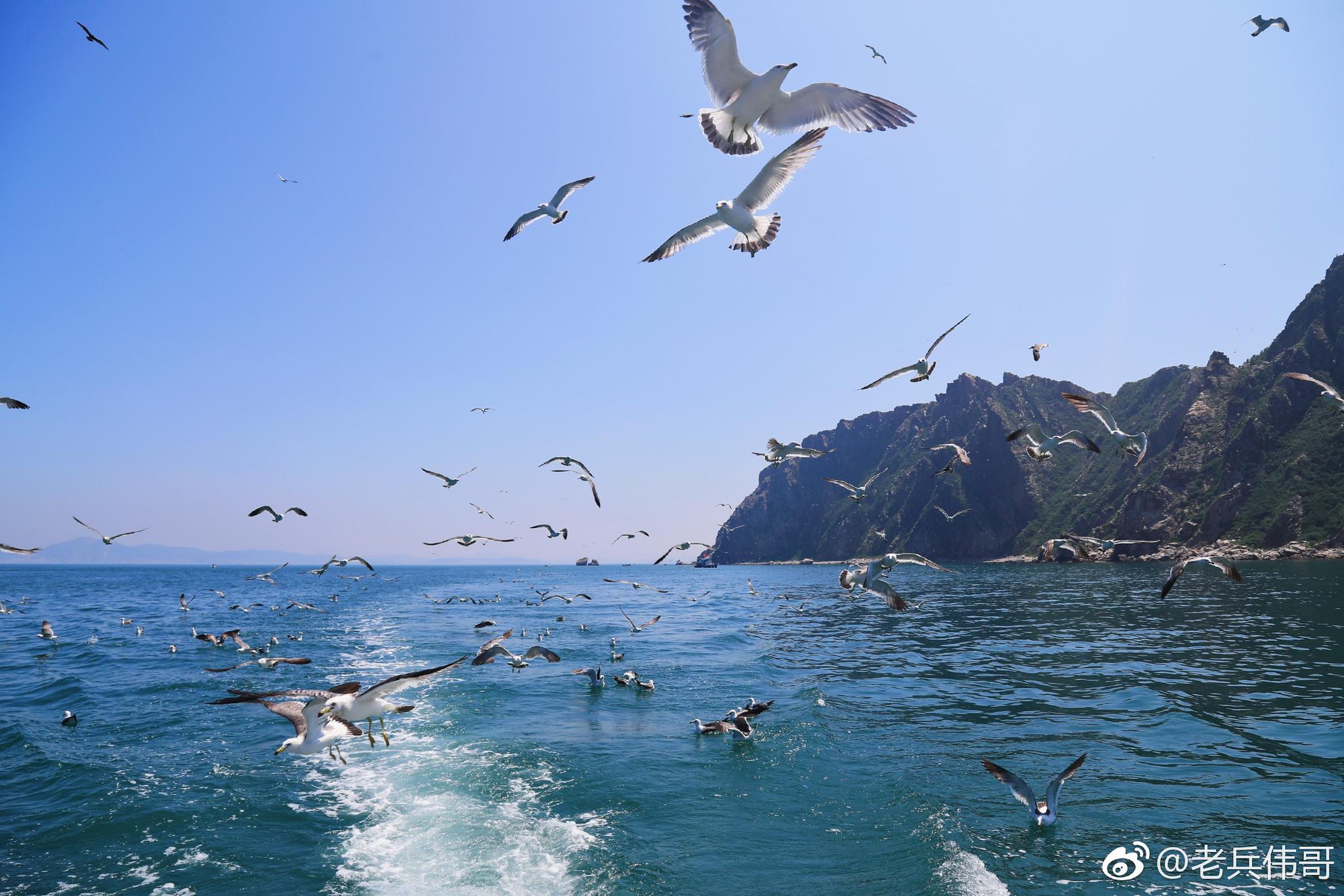 遇见大连61海猫岛海鸥
