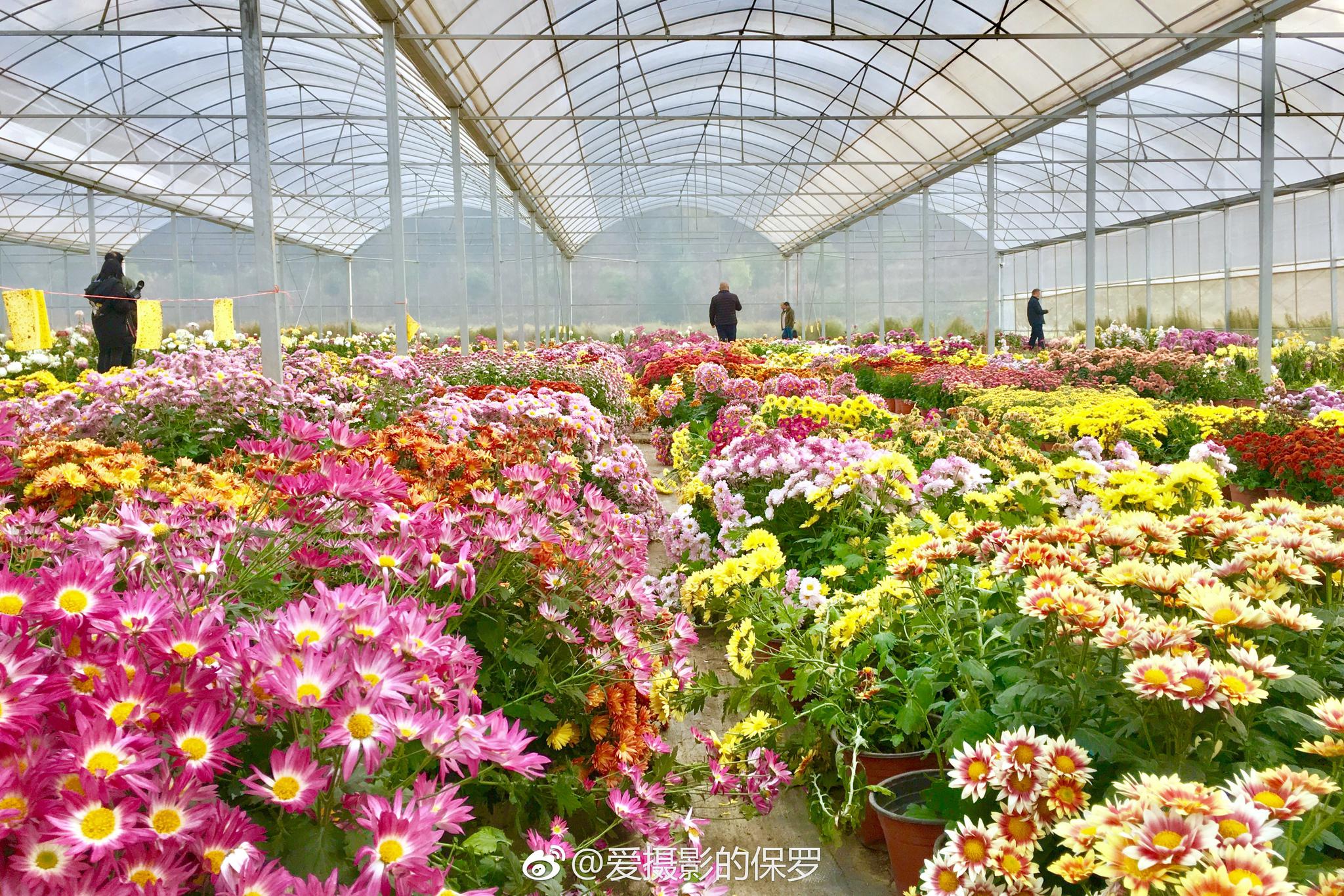 麻城菊香人家麻城市菊香人家休闲养生景区位于湖北省麻城市城北12公