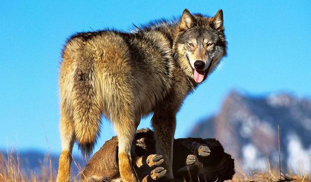 地球上现存体型最大的犬科动物,分分钟干倒藏獒,现濒临灭绝|灰狼|北美