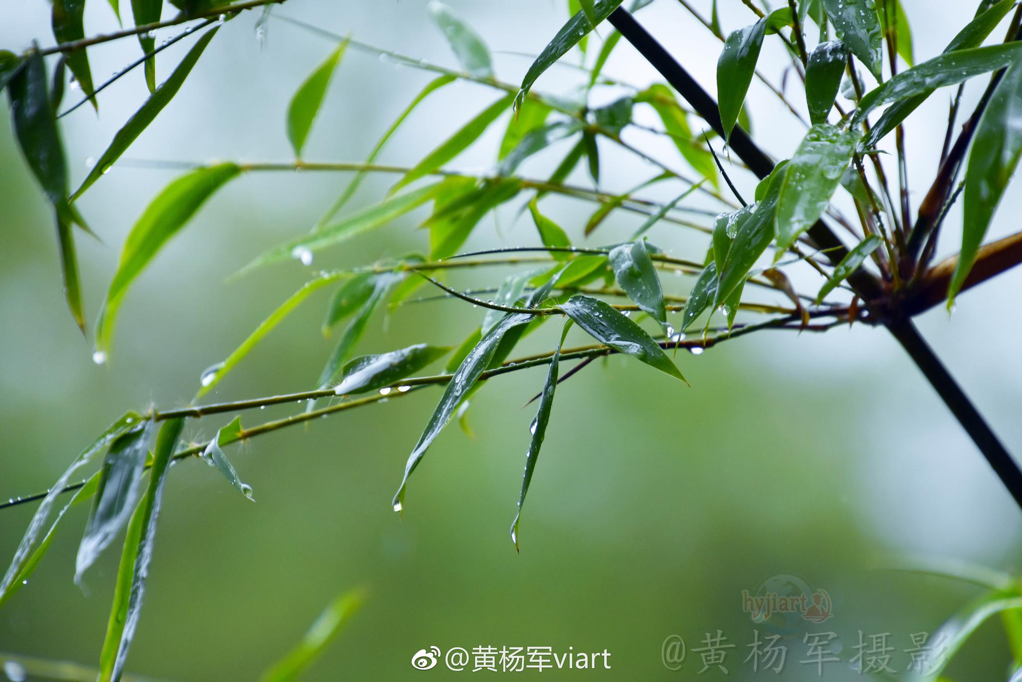 雨中翠竹图片图片