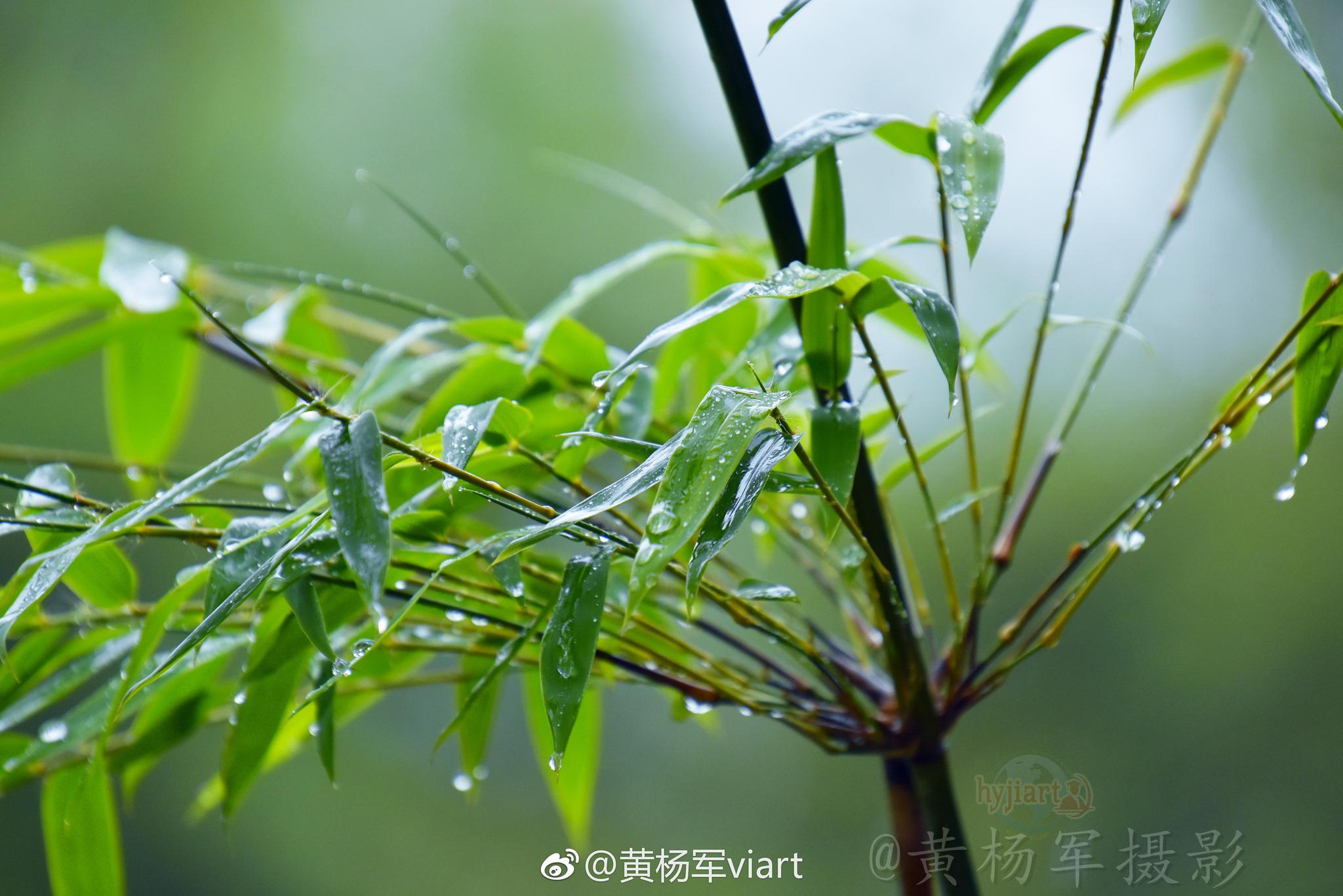 四月雨中绿叶竹
