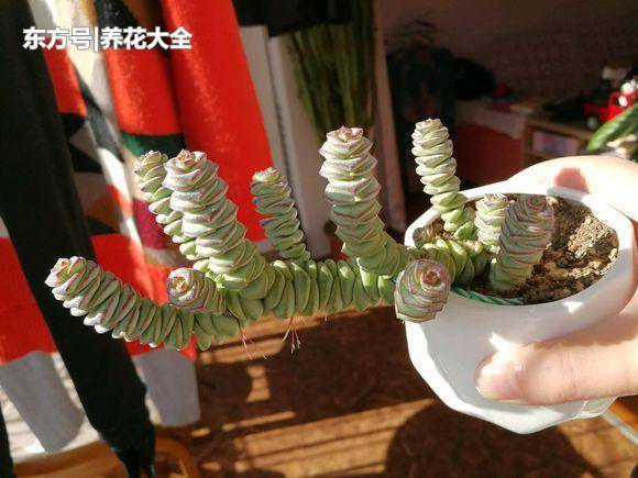 春天就要养多肉,几天就能爆小崽,肉呼呼的萌死人!