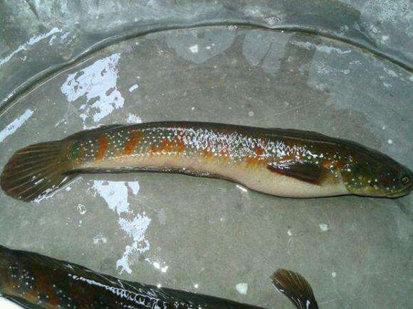 漆黑的地洞, 用猪肉作饵, 钓起一种野鱼, 当地二十年未见过