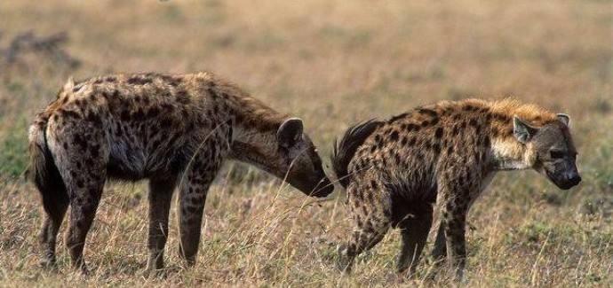 雌性鬣狗拥有独特的生理构造简直让人想象不到