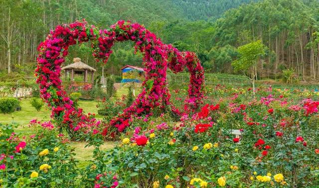 东方树玫瑰园等你