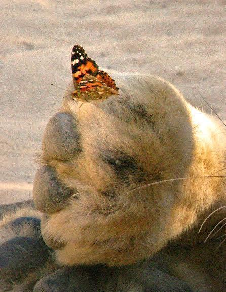 小蝴蝶安静的站在狮子脚毛上,貌似很喜欢这地方不愿意走了.
