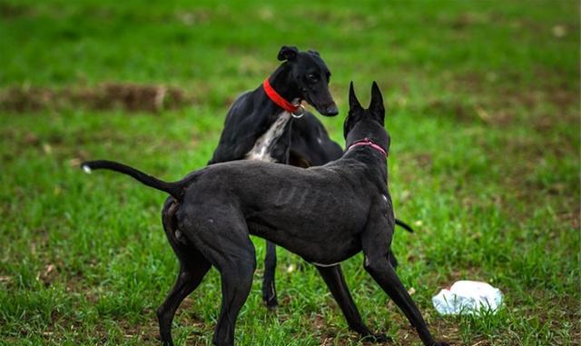 真正的中华神犬细狗!|细犬|神犬|猎犬|高祖|蒲城_新浪新闻