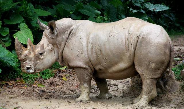 肌肉最发达最有型, 力量最强的动物, 强壮到用凶残形容