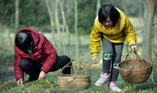 春天了,大连周边去哪挖野菜?最爱这口!附乘车路线!