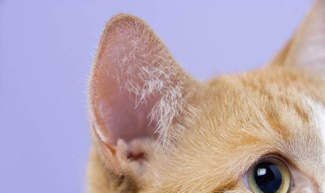 猫主子需要你掏掏耳朵,你敢说不吗?