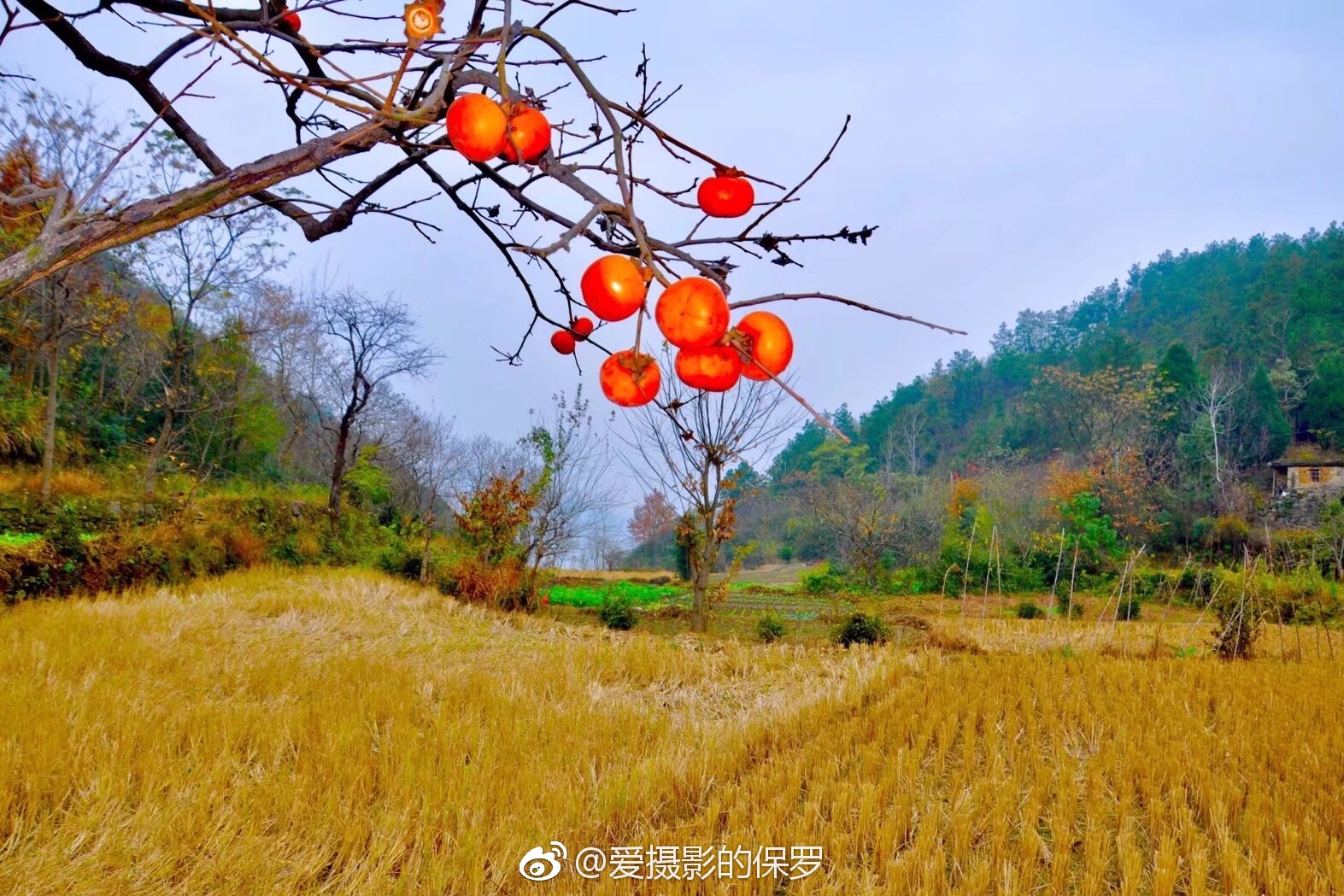 柿树多数品种在嫁接后3-4年开始结果|柿子|柿树|品种_新浪新闻