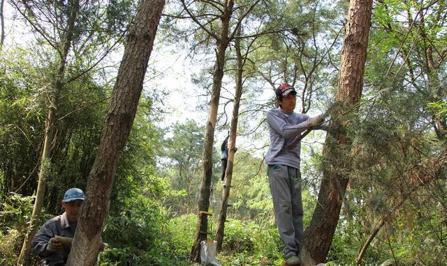 大山里的农民工,爬高山钻树林,拖家带口只为能多赚点钱