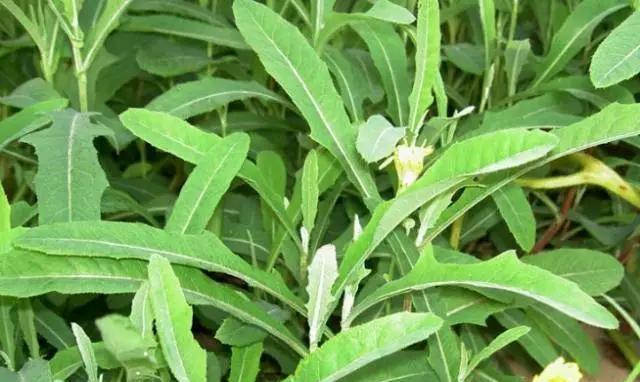田间路边这不起眼的野草中医把它当宝清热解毒还保肝护肝
