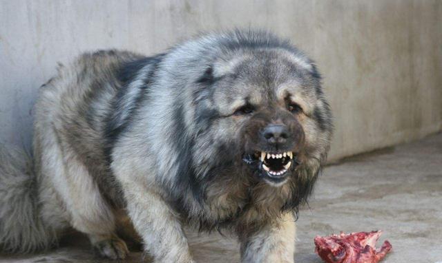 世界十大最凶猛的狗: 藏獒只排第六, 第一名发起疯主人也咬死