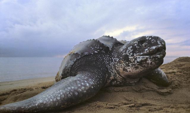 棱皮龟: 世界最大的龟, 将在20年内被人类灭绝