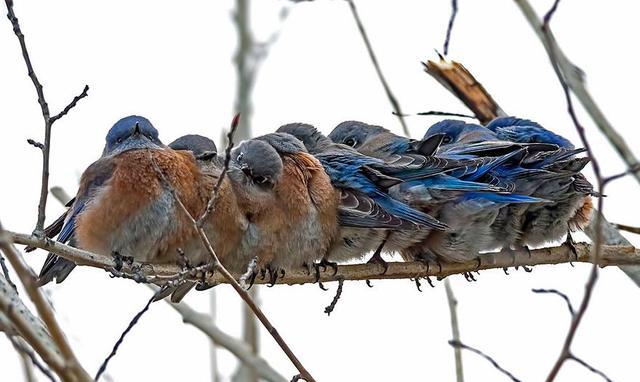 还记得树上骑七个鸟吗看看鸟儿排排站取暖暖心窝的景