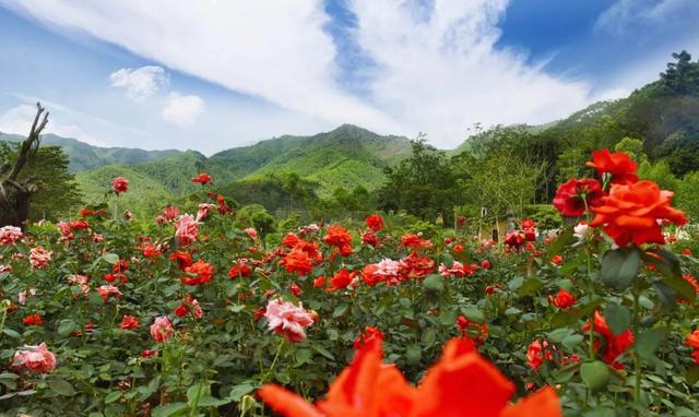人间四月芳菲尽,惠州繁花始盛开!东方树玫瑰园等你