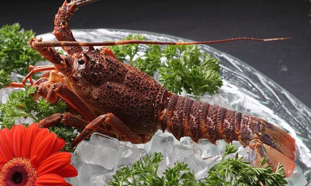 南非|龙虾|大龙虾_新浪新闻