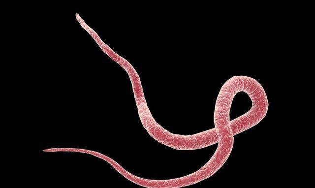 异尖线虫的宿主虹鳟鱼被划到三文鱼中,网友:让我们怎么生吃?