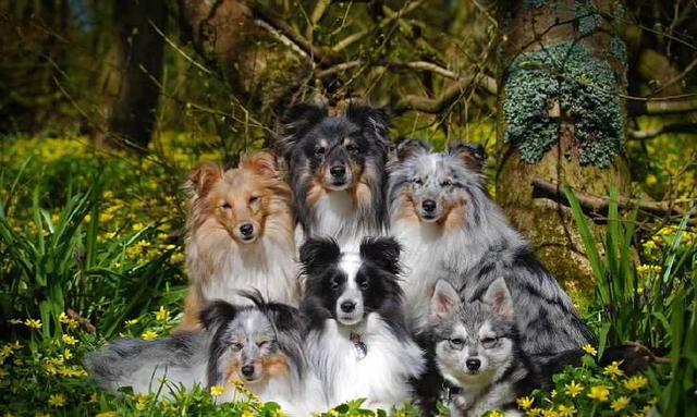 这主人给7只汪拍照,非常有画面感,每一张都让人超级羡慕