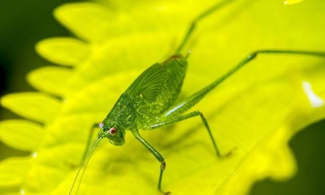 螽斯多分布灌木从中你会去捉一只养么