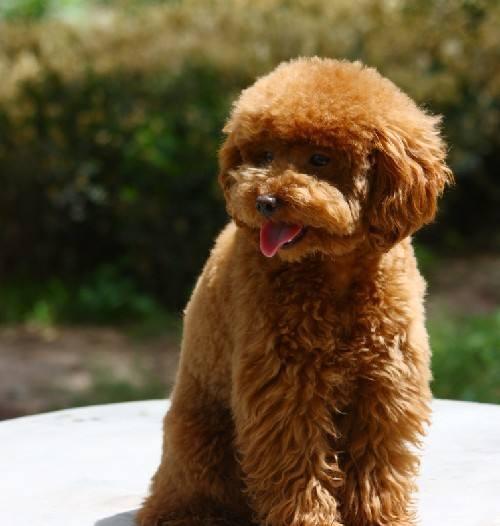 泰迪究竟可不可以吃水果? 五分钟告诉你该喂什