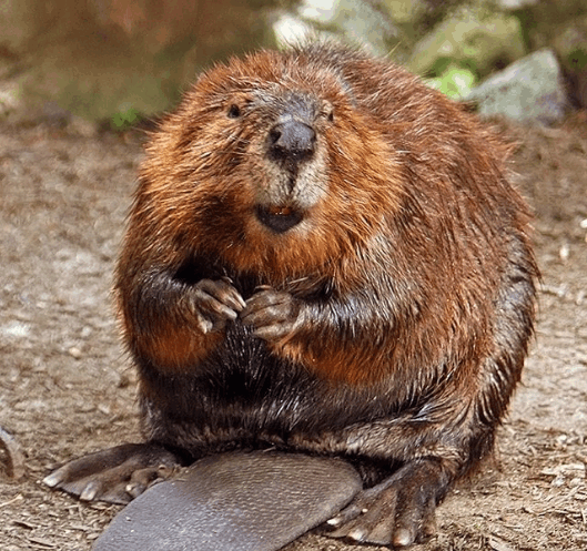 肥胖的海狸被卡在花园围栏里, 最终用肥皂成功解救, 啃树筑坝高手