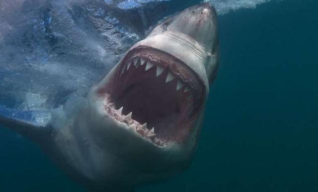 男子冒生命危险拍下大白鲨张嘴一瞬间,还说遇到鲨鱼不要装死
