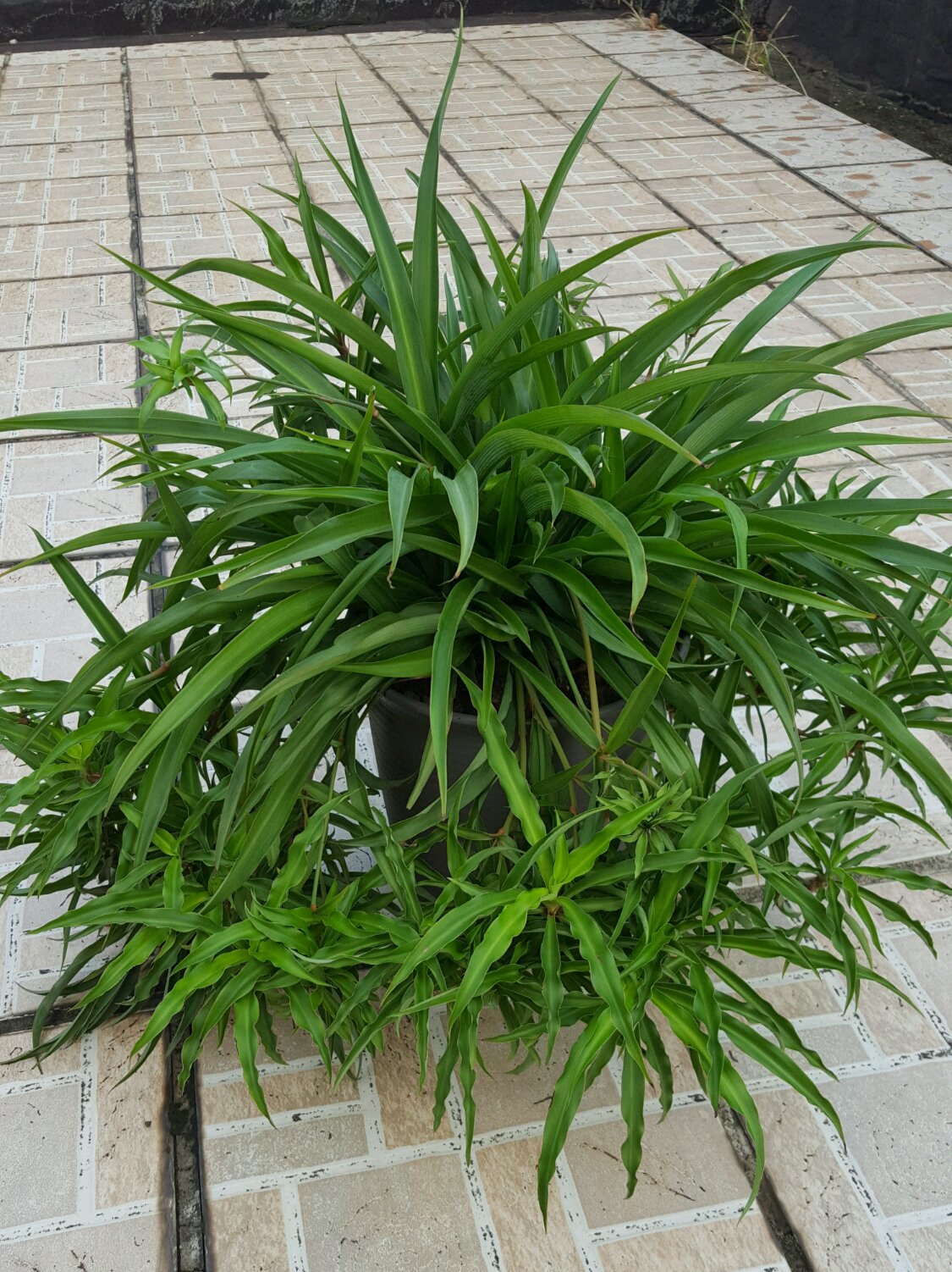 吊兰是大叶观叶绿植,叶片要长得翠绿爽眼,在生长旺盛期,一定要用这1"