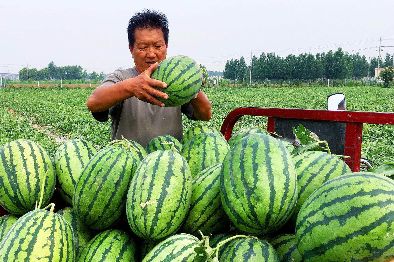 大叔种瓜30年被称“瓜王”一季轻松赚10万|大叔|西瓜|瓜王|瓜地|瓜农_新浪新闻