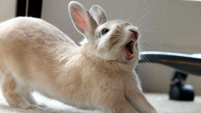 平时温顺的小兔子,为什么突然尖叫?看完终于明白了