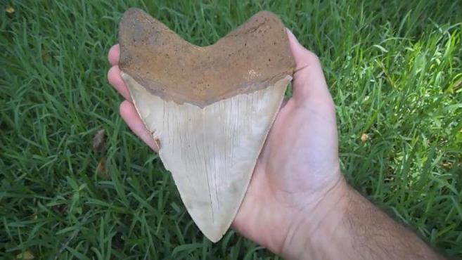 原来鲨鱼的牙齿长这个样子,上面带着锯齿,有的个头有手掌那么大